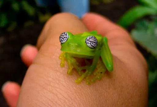 MiLAN, j4 и BoraNija создали команду Ghost Frogs