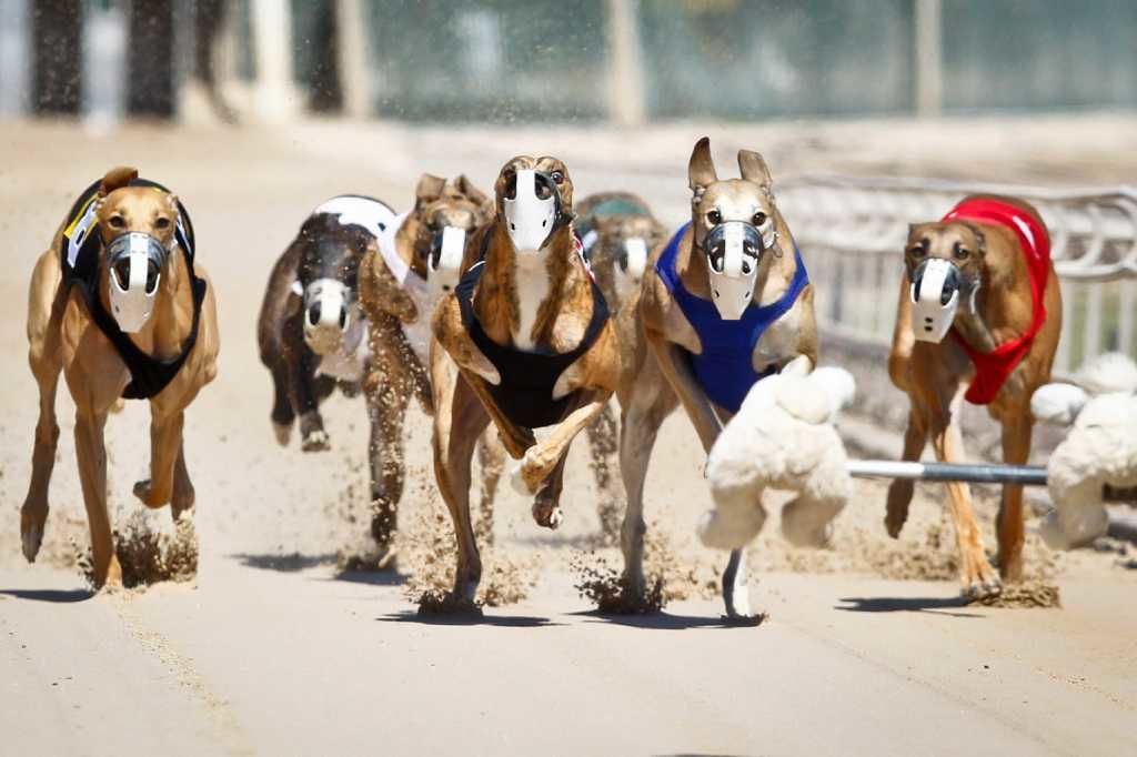 Собачье бега ставки онлайн ставки на спорт лига европы